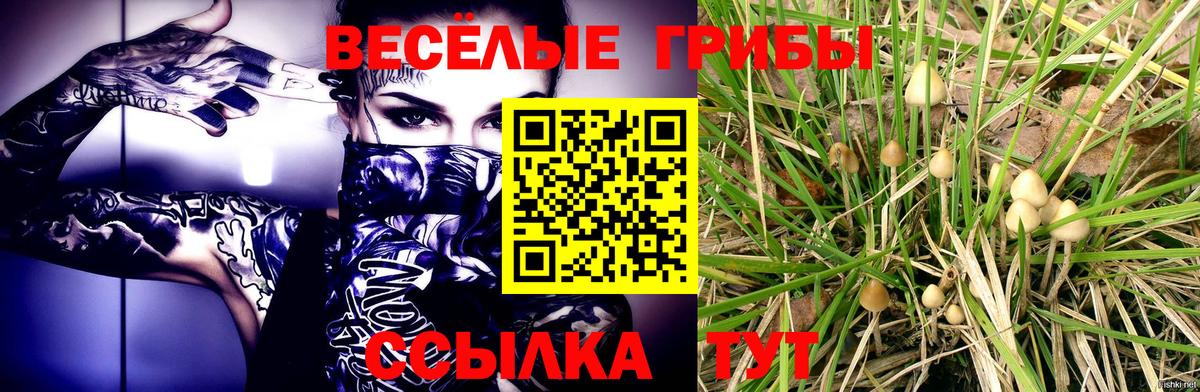 Псилоцибиновые грибы Psilocybe Обь